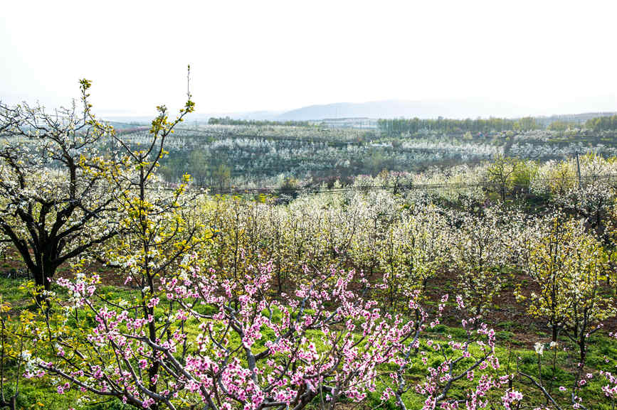 五裡嶺上處處春意盎然，萬畝梨花盛放。馬進偉攝