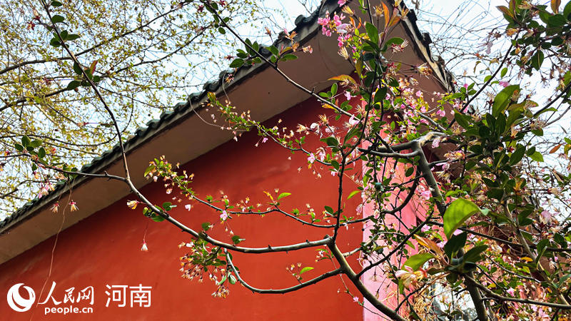 郑州：海棠花开 人在花中笑