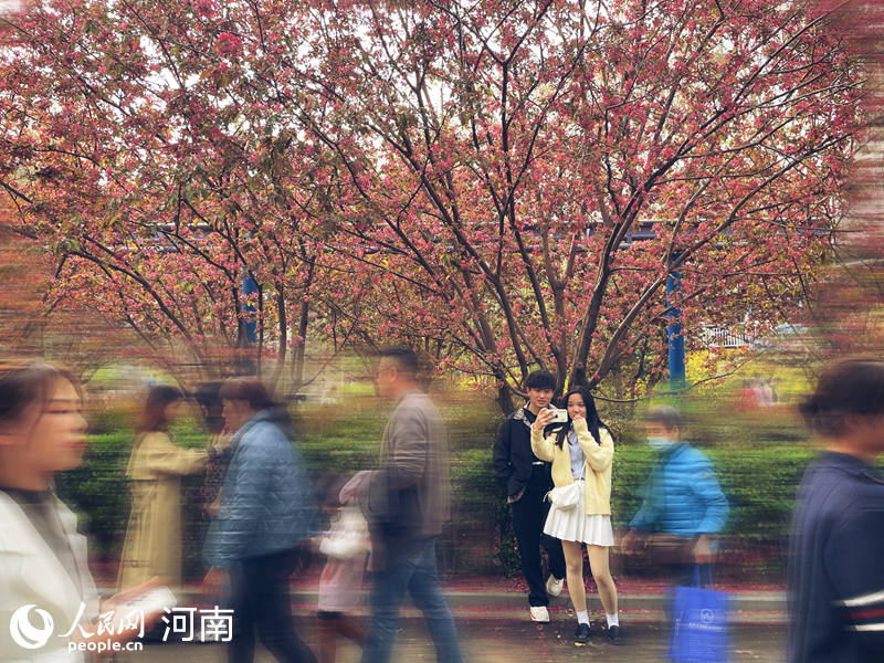 郑州：海棠花开 人在花中笑