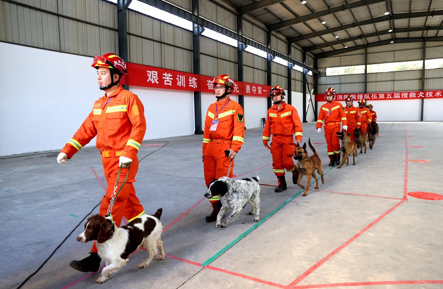 參賽訓導員和他們的搜救犬 河南消防供圖