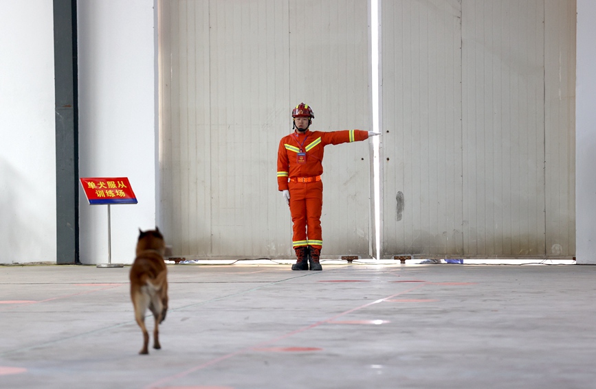 搜救犬在進行單犬服從等科目考核 河南消防供圖