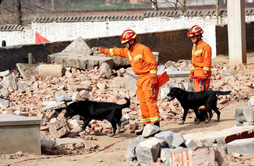 搜救犬在進行血跡搜索、廢墟搜救、野外搜救等科目考核 河南消防供圖