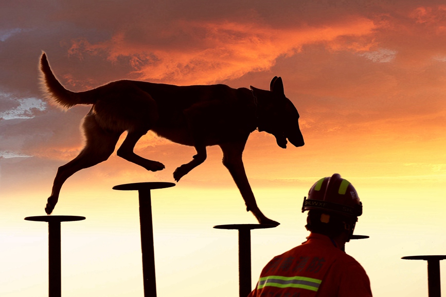 搜救犬在進行攀登障礙等科目考核 河南消防供圖