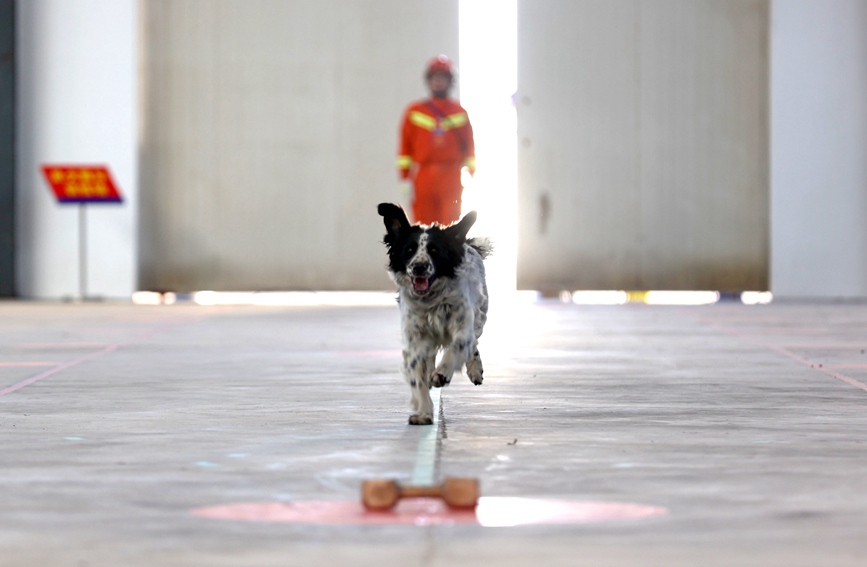 搜救犬在進行單犬服從等科目考核 河南消防供圖