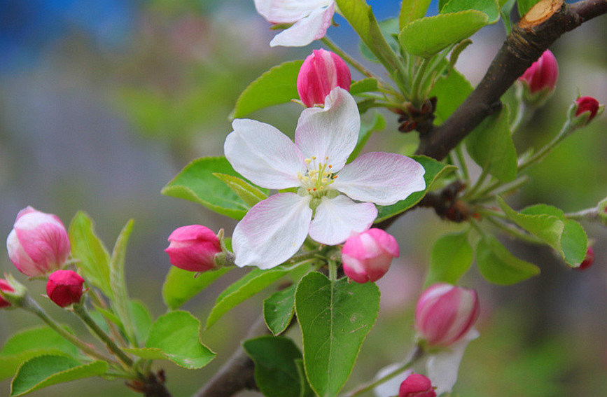 河南省靈寶市的蘋果花競相綻放，處處皆景，美如畫卷