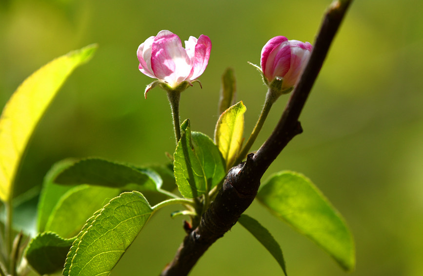 河南省靈寶市的蘋果花競相綻放，處處皆景，美如畫卷