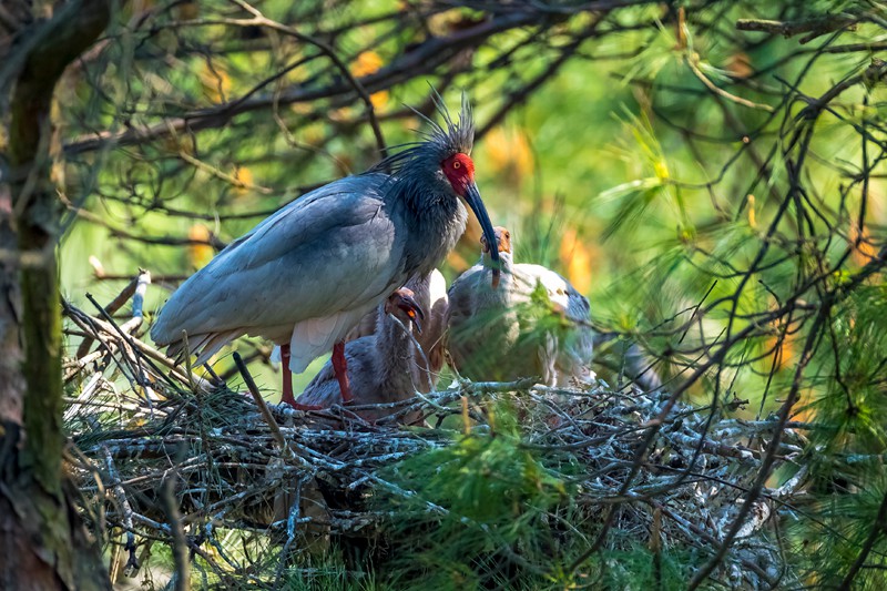 一隻朱鹮親鳥正在喂食幼鳥。董寨國家級自然保護區供圖