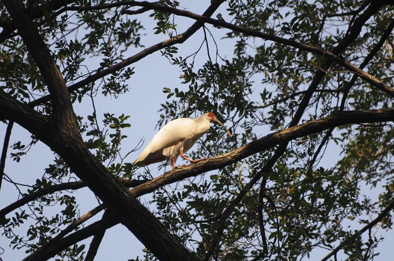 在楓楊樹上營巢的朱鹮。董寨國家級自然保護區供圖
