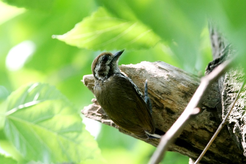 斑姬啄木鳥。董寨國家級自然保護區供圖