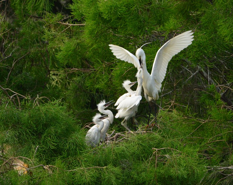 白鷺。董寨國家級自然保護區供圖
