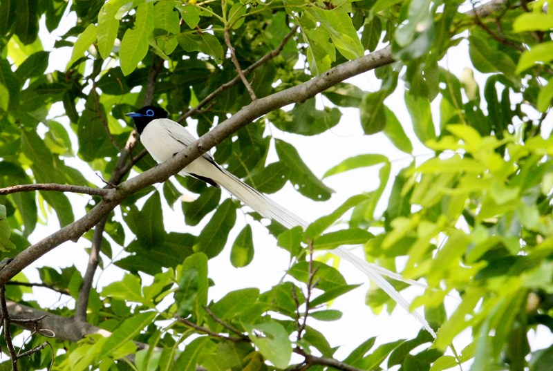 白壽帶。董寨國家級自然保護區供圖
