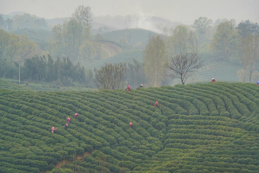 茶農正在搶抓農時採摘新茶嫩芽。郝光 攝 
