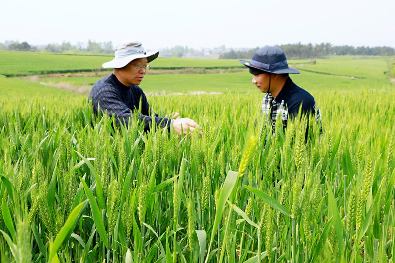 信阳商城：无人机飞防 护小麦健康