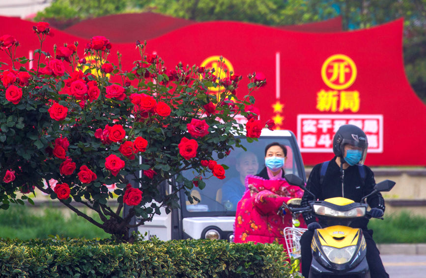  河南省南陽中心城區月季大道上，種植著月季花，市民們在路口等待通行。高嵩攝