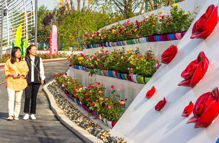  在河南省南陽世界月季大觀園西園內，游客在游玩賞花。高嵩攝