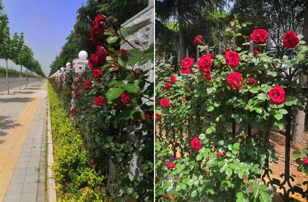 种花植绿扮靓高新