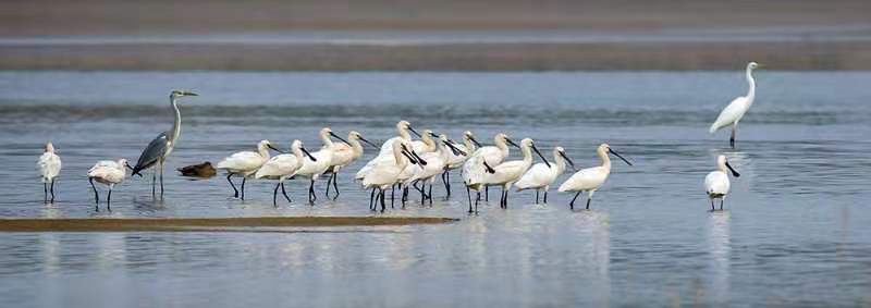 大美！焦作：大沙河畔，处处闻啼鸟