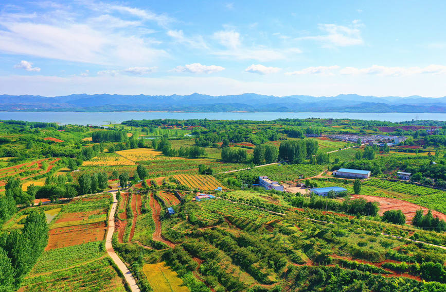 丹江湖畔的杏李果园。曹海山摄