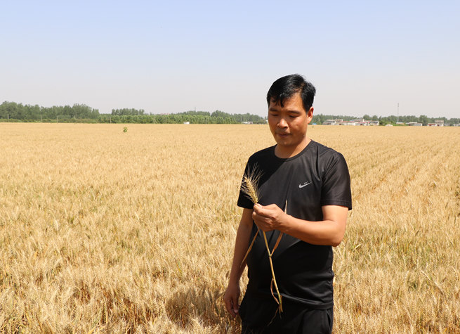 眼下正是小麦陆续收割季节,6月2日,在鲁山县张良镇前营村,种粮大户