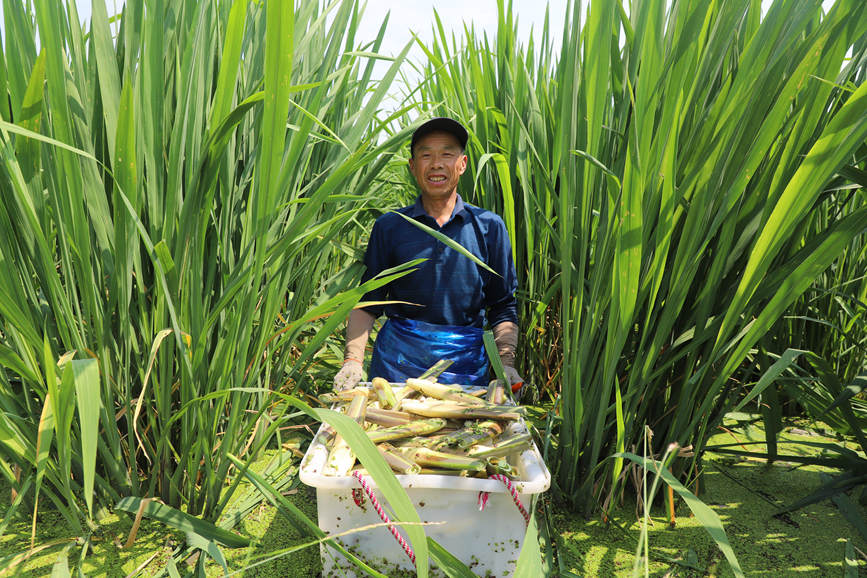 河南商城：茭白喜获丰收
