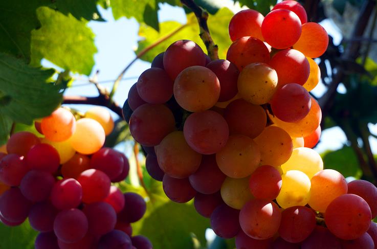河南鲁山：葡萄种植有了“智囊团”