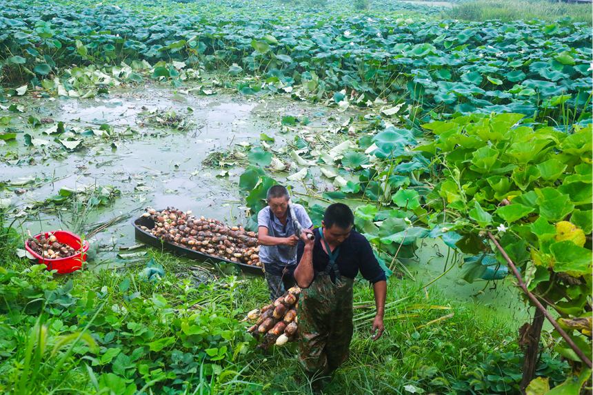 河南省光山縣的蓮藕進入豐收期，藕農們正在忙著採收蓮藕。謝萬柏攝