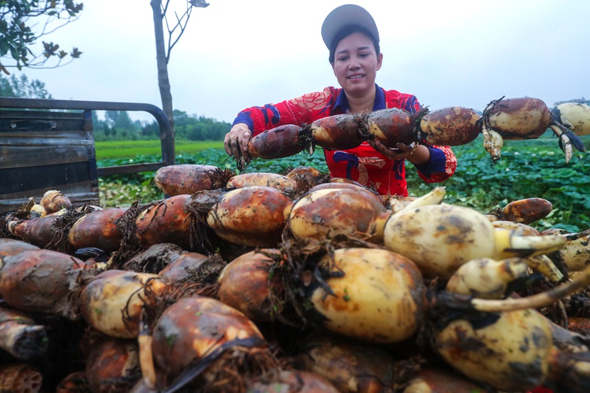 河南省光山縣的蓮藕進入豐收期，藕農們正在忙著採收蓮藕。謝萬柏攝
