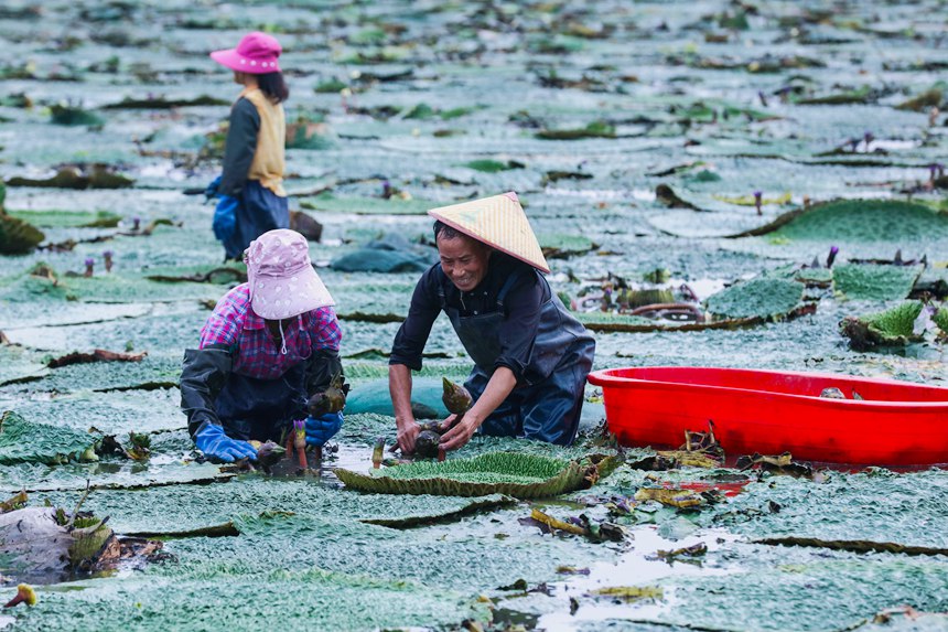 芡實進入採收期，河南省光山縣農民在忙著採收芡實。謝萬柏攝