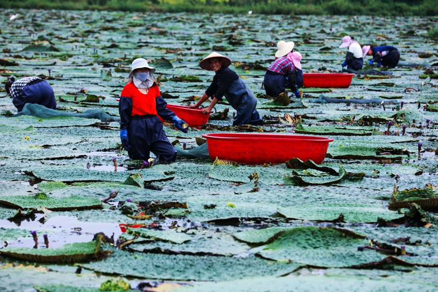 芡實進入採收期，河南省光山縣農民在忙著採收芡實。謝萬柏攝