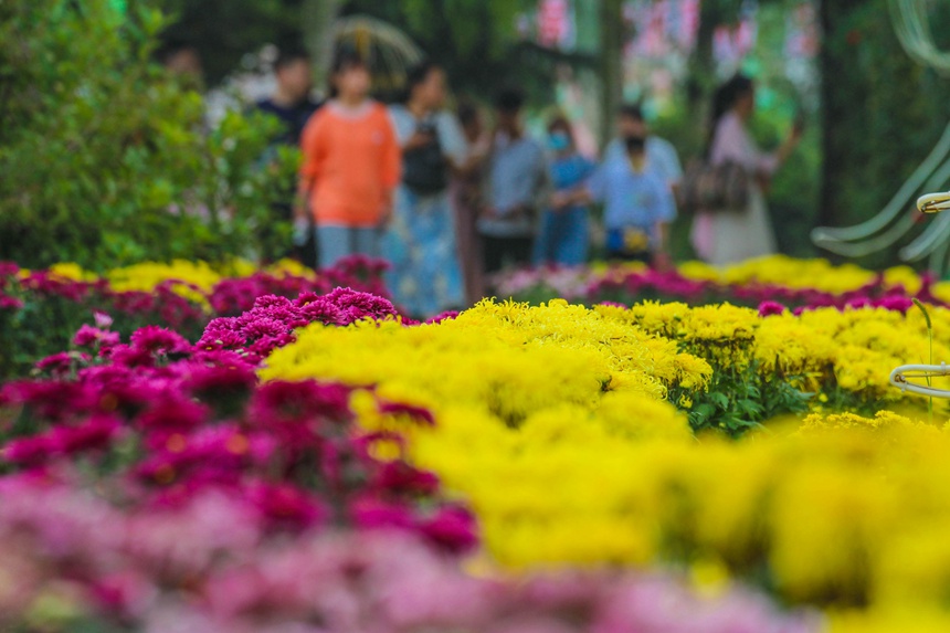 市民在南陽月季博覽園賞菊。高嵩攝