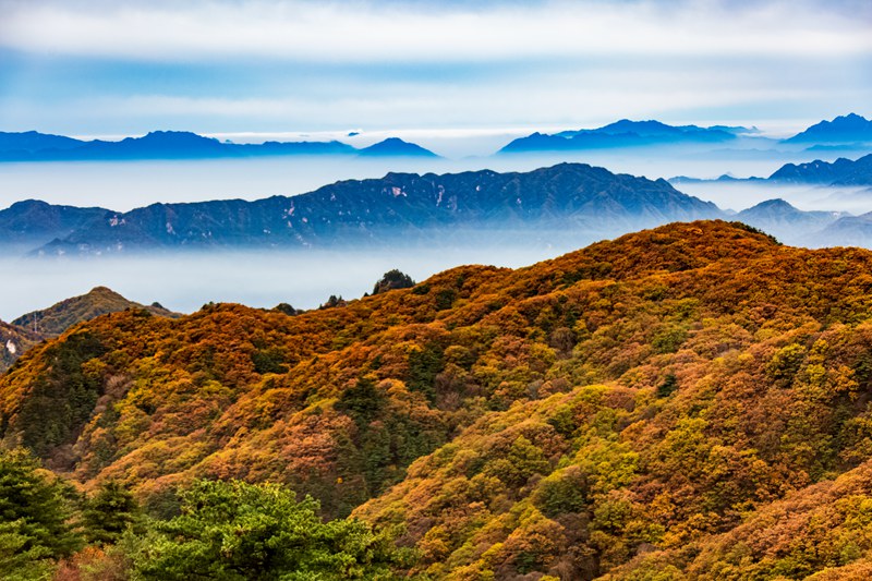 層林盡染。平頂山市堯山風景名勝區管理局供圖