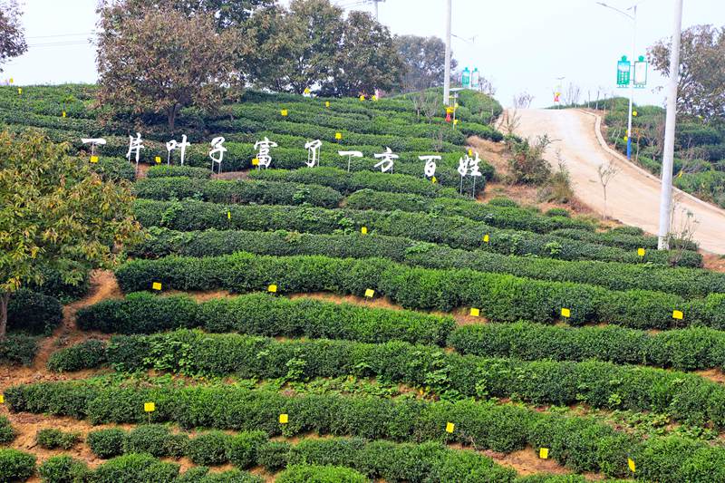 商城县：积极创建高山茶标准化生产基地