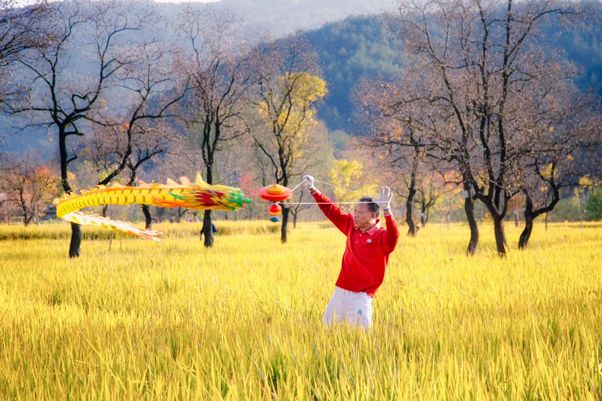11月9日，裡羅城烏桕谷五顏六色的烏桕樹在金黃色的晚稻稻田的映襯下，美得醉人。余敦梅攝