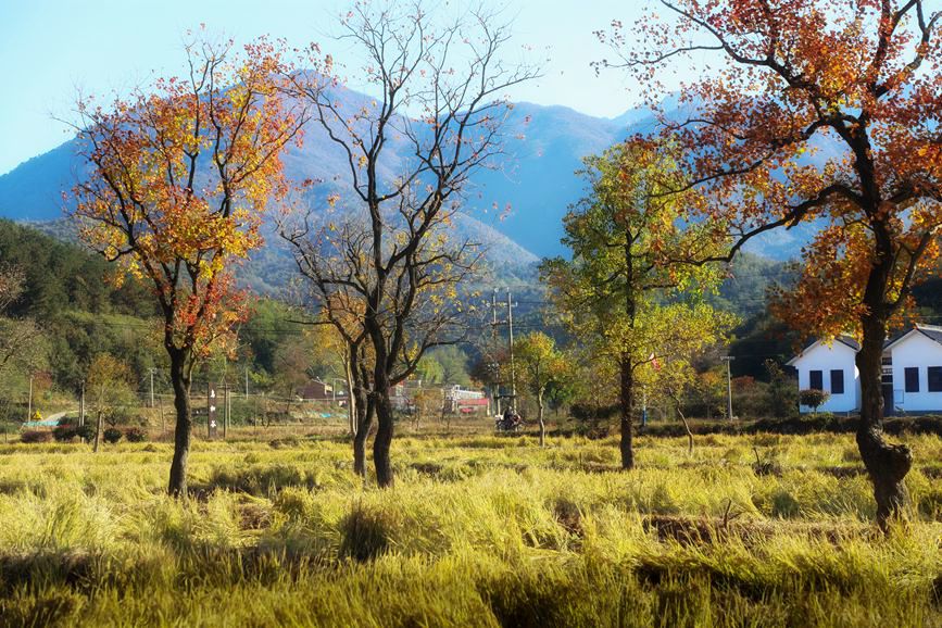 11月9日，裡羅城烏桕谷五顏六色的烏桕樹在金黃色的晚稻稻田的映襯下，美得醉人。曹良剛攝