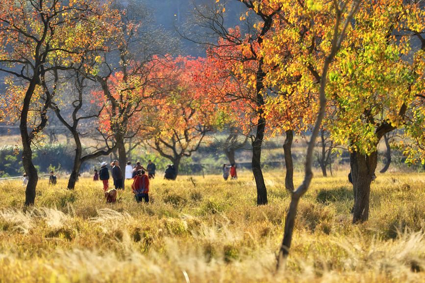 11月9日，裡羅城烏桕谷五顏六色的烏桕樹在金黃色的晚稻稻田的映襯下，美得醉人。余敦梅攝