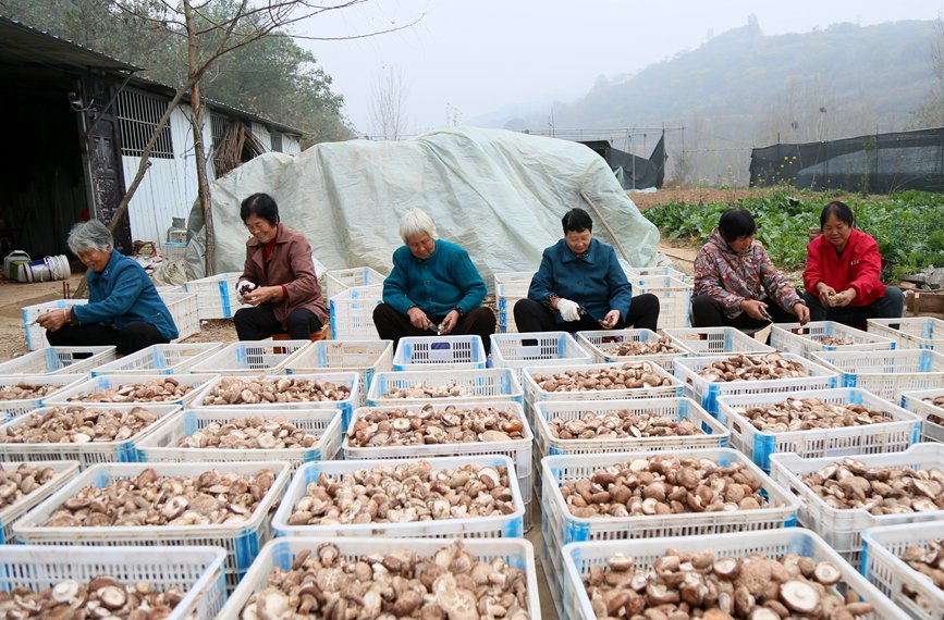 近日，在河南省汝阳县城关镇郜园社区素平种植专业合作社，社员们在精选优质香菇。康红军摄