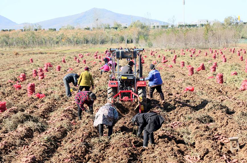 初冬時節，河南省洛陽市汝陽縣千畝優質紅薯種植基地內，農民在收獲紅薯。康紅軍攝