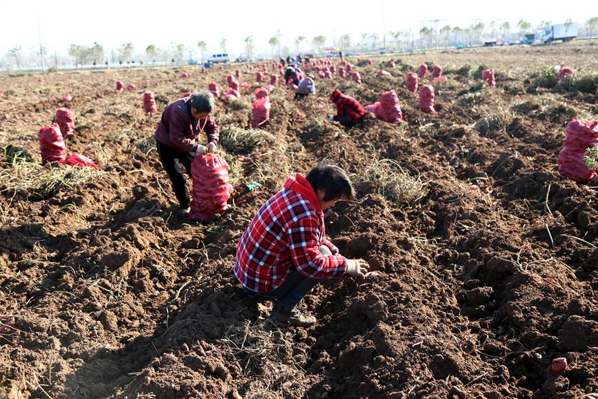 初冬時節，河南省洛陽市汝陽縣千畝優質紅薯種植基地內，農民在收獲紅薯。