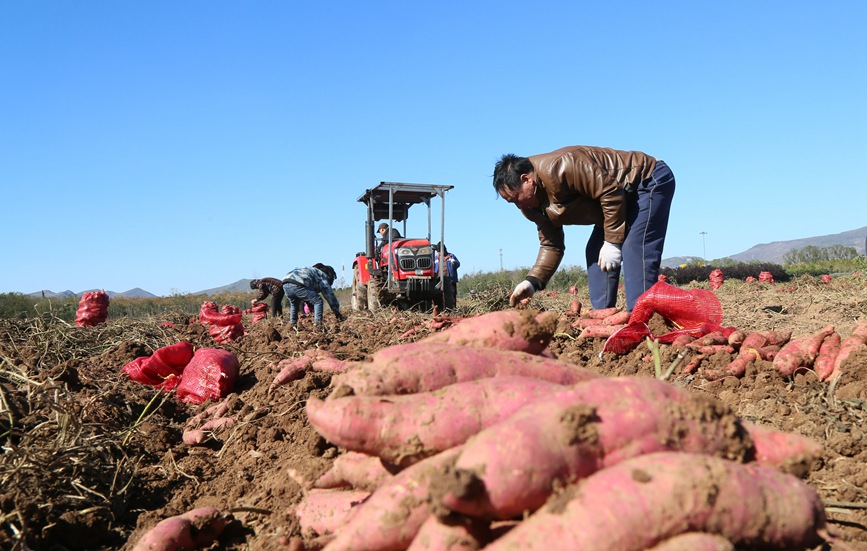 初冬時節，河南省洛陽市汝陽縣千畝優質紅薯種植基地內，農民在收獲紅薯。康紅軍攝