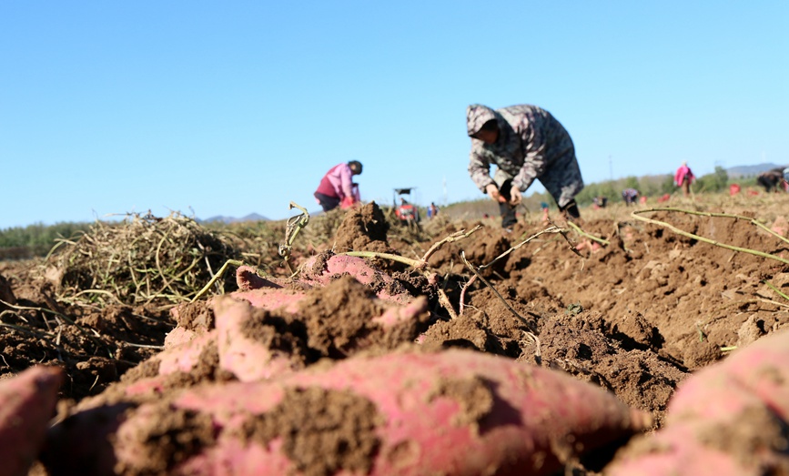 初冬时节，河南省洛阳市汝阳县千亩优质红薯种植基地内，农民在收获红薯。康红军摄