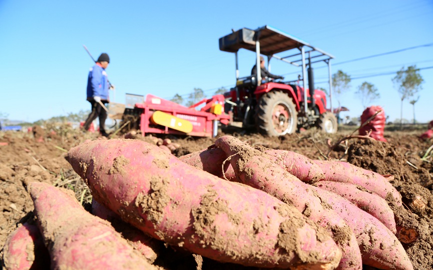 初冬時節，河南省洛陽市汝陽縣千畝優質紅薯種植基地內，農民駕駛拖拉機在機耕收獲紅薯。康紅軍攝