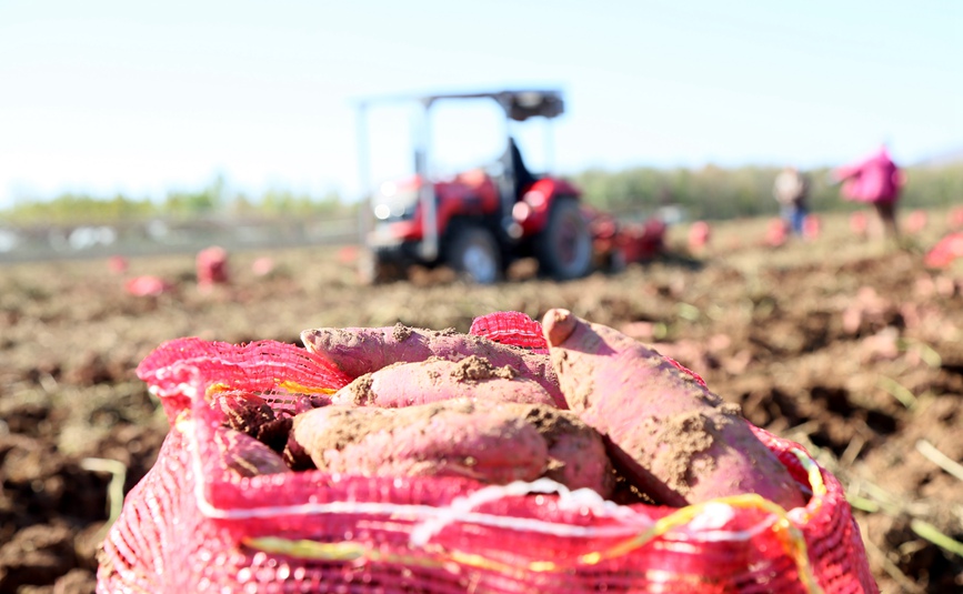 初冬時節，河南省洛陽市汝陽縣千畝優質紅薯種植基地內，農民駕駛拖拉機在機耕收獲紅薯。康紅軍攝