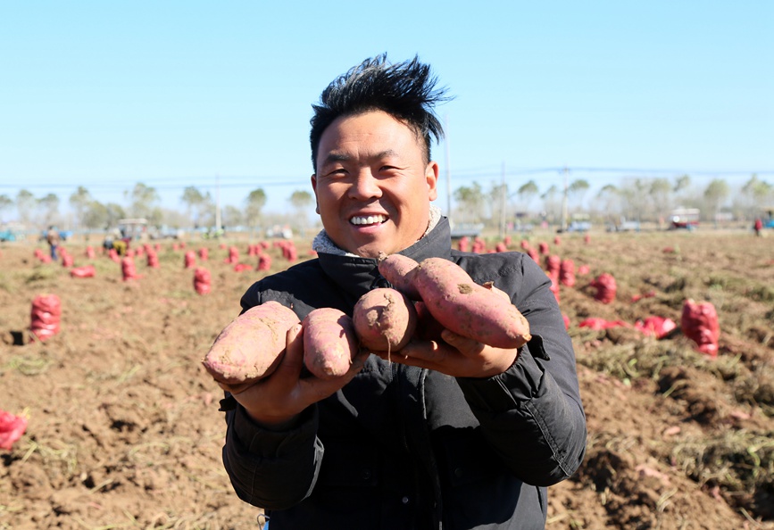初冬時節，河南省洛陽市汝陽縣千畝優質紅薯種植基地內，優質紅薯長勢喜人，又是一個豐收年。康紅軍攝