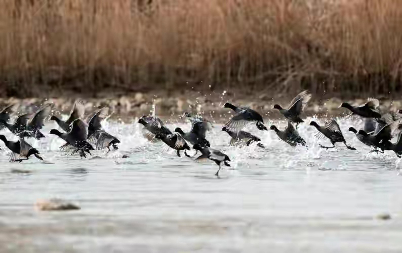 生態環境愈來愈好，丹江濕地保護區吸引了上萬隻候鳥來此越冬。杜卿攝