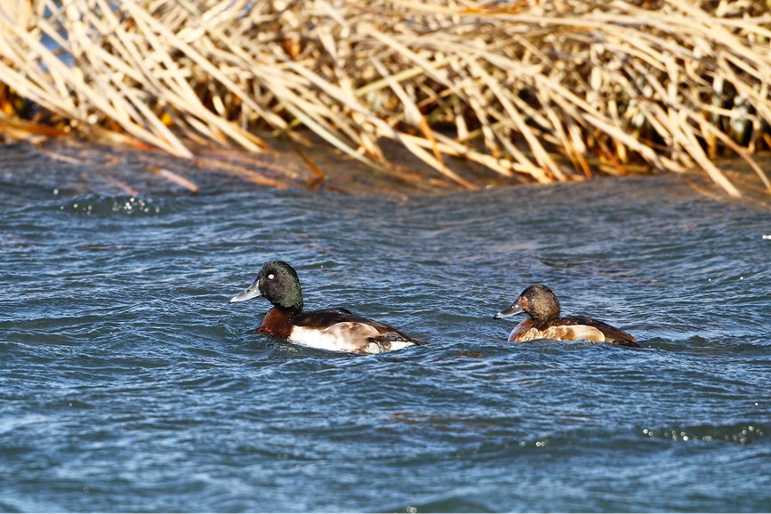 青头潜鸭现身河南丹江湿地国家级自然保护区。杜卿摄
