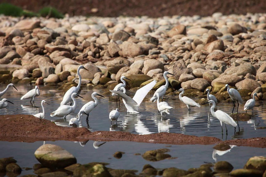 生態環境愈來愈好，丹江濕地保護區吸引了上萬隻候鳥來此越冬。杜卿攝