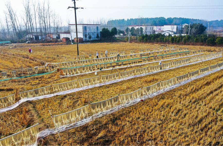 12月13日，光山县文殊乡杜槐村芳斌家庭农场，村民正在忙着制作、晾晒传统手工纯红薯粉条。谢万柏摄