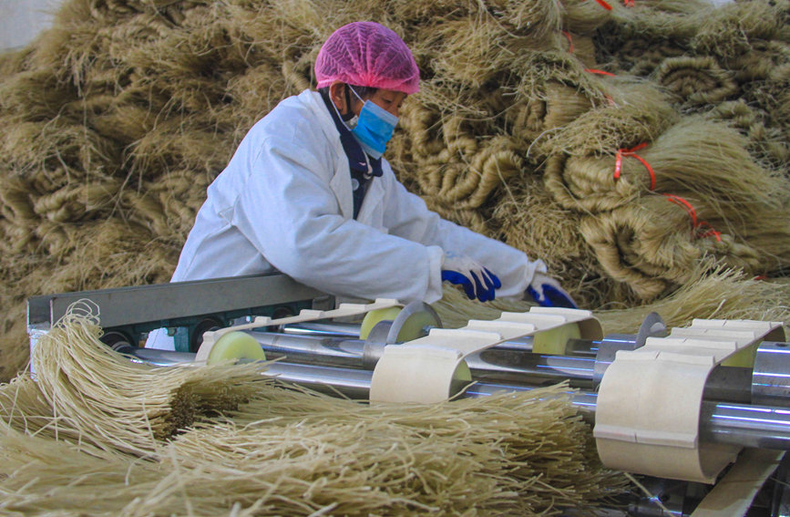 12月28日，河南省社旗县朱集镇殷河村农民在生产车间切割粉条。高嵩摄