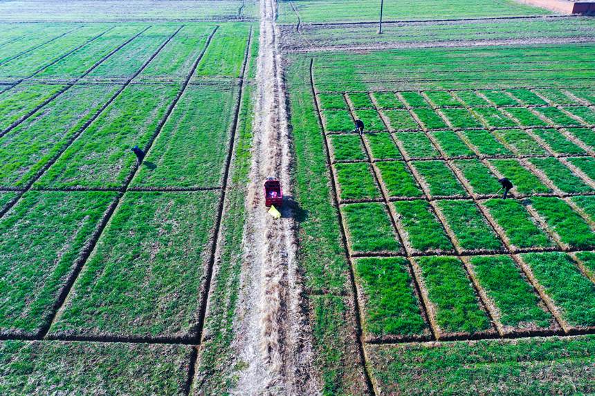 河南省信阳市光山县方楼村方园合作社农民正在进行小麦田间管理。谢万柏摄