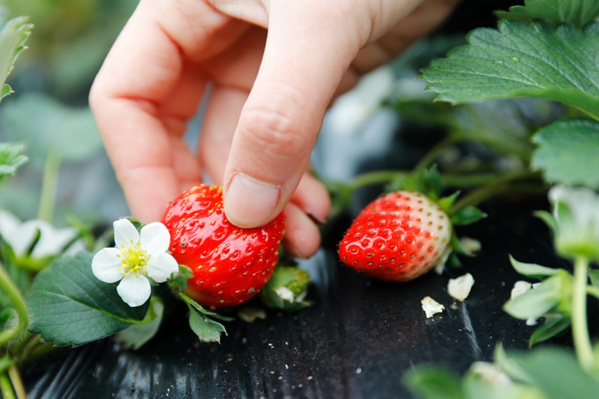 游客採摘草莓。何五昌攝